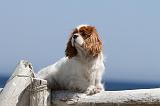 CAVALIER KING CHARLES 104